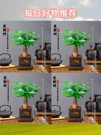 你们赶紧去抢这个 个位数一盆的#发财树 ,还是连盆带底座的,放家里或办公室都很合适~#绿植 #小盆景 #室内盆栽
