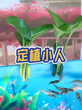 鱼缸边上的这个定植小人,不仅能装饰,还是水培绿萝的神器#定植小人 #养鱼 @DOU+小助手