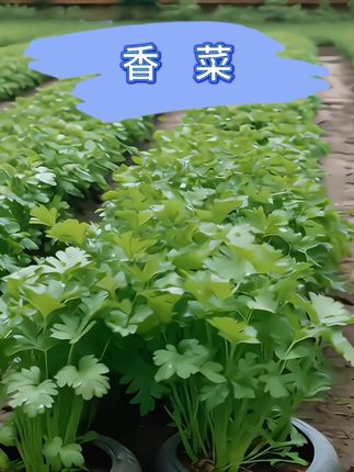 又到了种植香菜的时期了。一定要试试这个大叶香菜#香菜 #香菜种植 #小菜园 #纯天然 #超便宜超划算