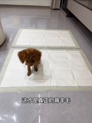 狗狗尿垫加厚除臭吸水尿垫狗用必备训导尿垫瞬吸狗狗宠物垫隔尿垫#狗狗尿垫 #加厚尿垫 #除臭吸水 #宠物尿垫 #狗狗用品