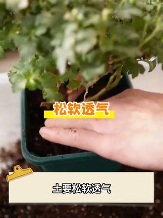 土好根才旺,根才能肆意生长! #营养土 #园艺生活 #我的花花草草🌸🌸 #种植小技巧 #花肥