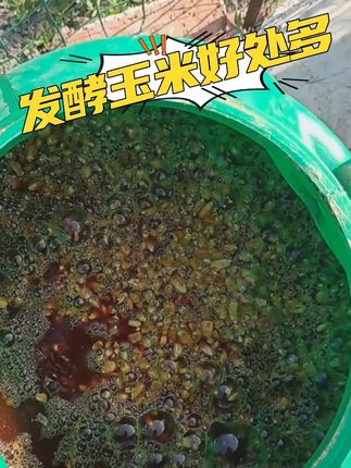 发酵玉米好处多-#乳酸菌 #水产养殖 #河蟹养殖