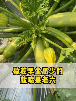 #西葫芦种植 西葫芦长势弱。摘了两次就拉秧的看过来#西葫芦种植技术 #西葫芦高产种植管理