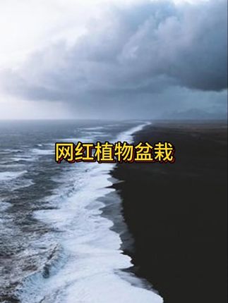吉姆蕨网红植物盆栽绿植室内茶室盆景花卉水培蕨类观叶好养盆栽花