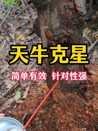 这个天牛真好打! #天牛喷雾 #打天牛 #天牛防治 #果园管理 #果树种植