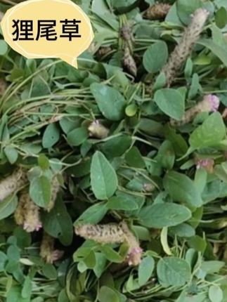 狸尾草 新鲜晒干青绿250克500克 #狸尾草 #新鲜晒干 #煮水泡水 #大自然的馈赠