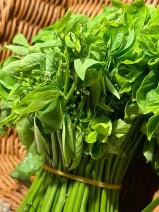 树籽菜种子