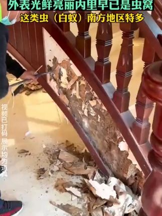 消灭白蚁只要用对方法就真的很简单 #好物推荐 #居家好物 #家庭必备 #病虫害防治 #白蚁