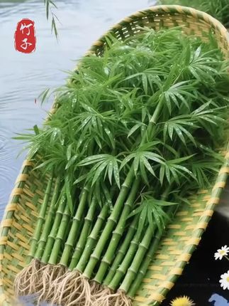 想给家居空间加一抹灵动绿意?试试竹柏水培盆栽呀! #水培竹柏#水培植物#竹柏#净化空气#室内绿植