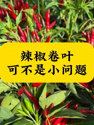 辣椒卷叶可不是小问题#辣椒种植#辣椒病害防治#种植技巧#三农种植