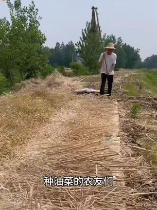 大包划算【油菜专用】颗粒硼 油菜花多荚多籽粒饱满花生颗粒硼肥#油菜颗粒硼肥 #油菜花多 #荚多饱满 #花生硼肥 #农业肥料