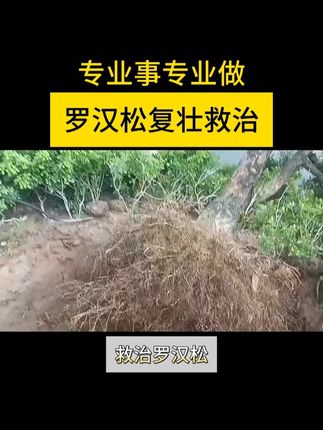 罗汉松复壮必备专用套装#罗汉松 #罗汉松养护 #苗木养护