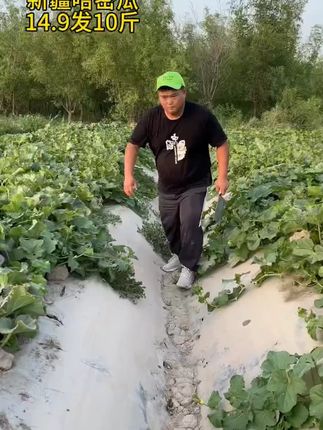 新疆哈密瓜又脆又甜,大丰收了!很便宜就发一箱!超级好吃#哈密瓜 #新疆哈密瓜#瓜#蜜瓜