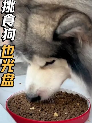再挑嘴的狗狗,闻着这香味也扛不住,碗舔得比洗过还干净 #狗粮#性价比#源头工厂#狗狗吃饭#冻干