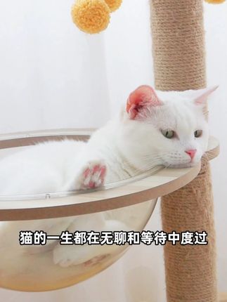 猫的一生都在无聊和等待中度过,好玩的当然要玩个遍吖 #养猫好物 #猫玩具 #猫咪日常 #养猫必备