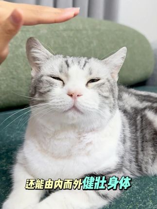 #俏蛮腰月套餐 #俏蛮腰猫粮 #猫粮推荐 #养猫新手 #养猫人