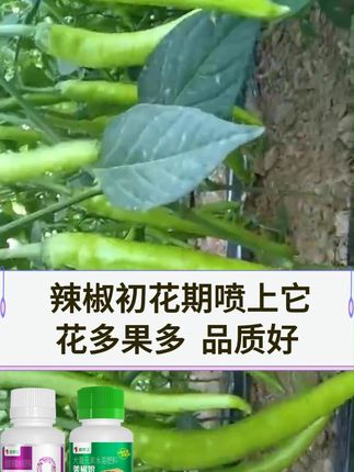 辣椒初花期喷上它花多果多品质好 #辣椒种植 #辣椒促花芽分化 #辣椒高产 #八葆素