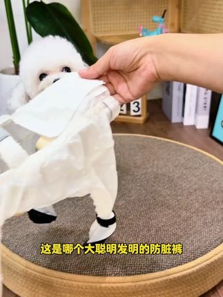 秋天露水重,好在给它准备了这个防脏裤,每天可以安心遛毛孩子啦 #萌宠好物 #比熊 #萌宠出道计划 #狗狗 #防尘裤