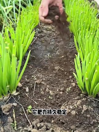 立秋后养花种菜就要施肥了,羊粪肥好帮手,肥力大不烧苗,同时还能改良疏松士壤#羊粪有机肥#羊粪#内蒙古羊粪有机肥#果蔬专用#厂家发货