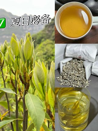 四川大渡河峡谷高山野生农家手工老鹰茶500克#今天你喝茶了吗 #老鹰茶 #好茶 #健康生活 #喝好茶