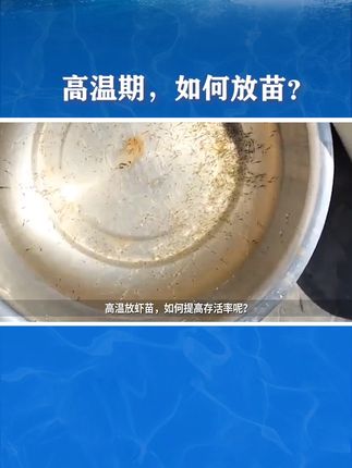 高温期,如何放苗? #快补100 #水产养殖 #对虾养殖 #南美白对虾