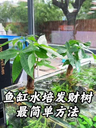 鱼缸里可以水培发财树 富贵竹 红薯等净化水质,简单方法用的就是这个包胶铁丝,鱼友们可以试试#鱼缸水培 #水培植物 #发财树 #养鱼日记