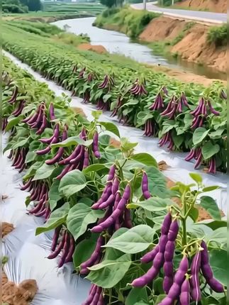 家里有花盆空地的,推荐你种上这个#八月忙冻死鬼豆角种子 #优质农产品