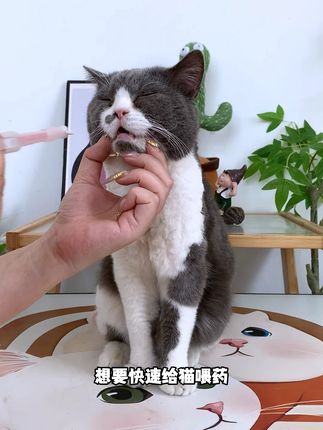 养宠物真的跟养孩子一样,有了这个不用再担心给它们喂药难了#宠物用品#猫咪吃药