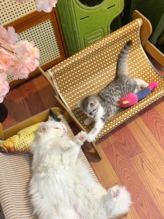 给小猫安排一个沙发猫抓板,没想到他们真的不抓沙发了,#萌宠好物 #新手养宠 #宠物躺椅 #宠物凉席 #宠物猫抓板