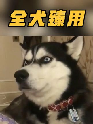 狗狗吃在多营养品,都不如试上一下咱家8拼的冻干粮! #狗粮 #源头 #源头工厂 #狗狗的日常 #狗狗吃饭