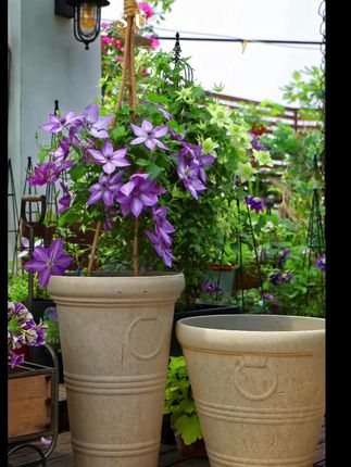 铁环实拍 #环球花盆 #展示
