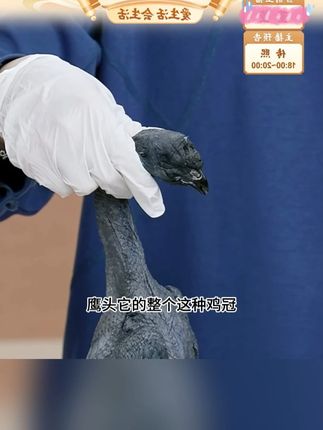 乌鸡#乌鸡 #乌鸡汤 #江西乌鸡