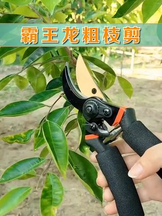 德国进口sk5钢园艺剪省力修枝剪园林果树嫁接剪专用工具树枝 #园艺工具 #修剪树枝 #修枝剪 #果树修剪 #强力剪树枝剪刀