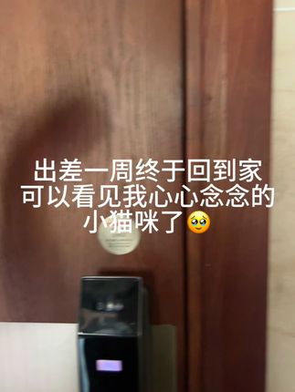 出差一周终于回到家 可以看见我心心念念的小猫咪了#仿真布偶猫玩偶 #毛绒玩具 #猫咪 #布娃娃 #玩偶