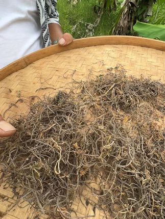 知道可以干嘛用的吗? #植物科普 #潮汕人 #潮汕话 #你见过这种植物吗 #三农