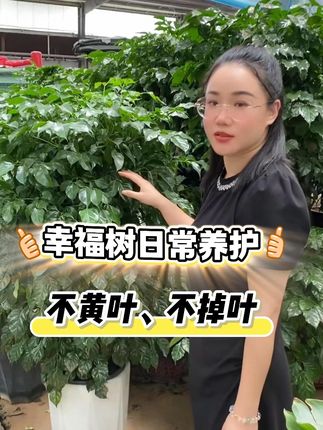 幸福树日常养护:不黄叶不掉叶不枯叶 #幸福树 #幸福树黄叶 #幸福树掉叶子怎么办 #幸福树养护 #幸福树专用营养液