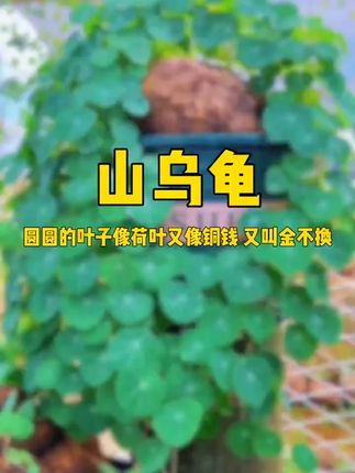 红藤山乌龟圆叶爬藤懒人桌面办公室盆栽庭院水培土培造景绿植植物#红藤山乌龟 #懒人盆栽 #桌面绿植 #水培植物 #庭院造景