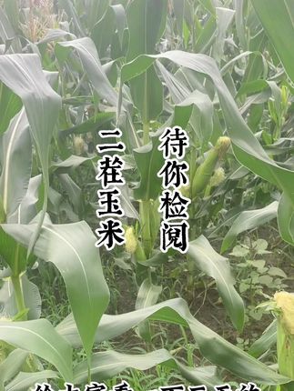 帮我看看,这个玉米长得怎么样。#食品安全 #糯玉米 #大自然的馈赠 #不辜负每一份信任 #方三天