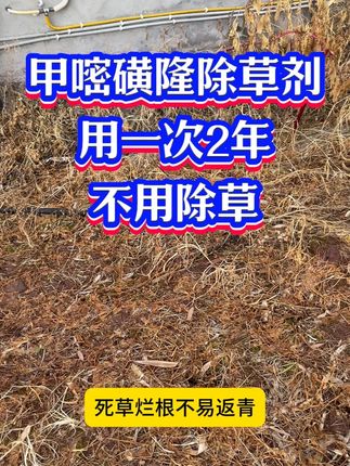 甲嘧磺隆除草剂用一次2年不用除草! 甲嘧磺隆大家都知道,只要是荒地、公路、机场、铁路,想要两年寸草不生,几乎都用的甲嘧磺隆,75%高含量,是公路养护单位用药,不管是什么草,比如牛筋草、结结草、茅草、芦苇还是一些小杂罐,都是能够烂根,除根不返清的#除草剂 #三农 #甲嘧磺隆 #农业种植 #抖音助农