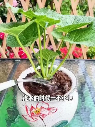 养花铺上这个彩色陶粒,即美观又保水保肥# 花卉绿植 # 我的阳台小花园 # 爱生活爱养花 # 我的花花草草 # 多肉