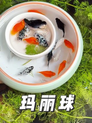 玛丽球鱼性格温顺,不会攻击其他小鱼, 混养孔雀鱼、米奇鱼都超和谐。家里放一缸,下班回家看它们慢悠悠游动,疲惫瞬间消散!#观赏鱼 #鱼 #鱼缸里的大自然