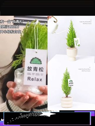 #绿植 #室内盆栽给好朋友送一盆“放青松”!希望她天天开心没有压力轻松又自在#放青松 #爱生活爱养花