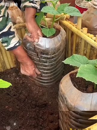 冰糖子甜瓜种子,一年四季种植高产香瓜种子,酥脆小瓜籽,庭院水果种子#优质农产品 #甜瓜种子 #口感特别好