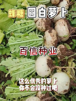 #蜂糖圆白萝卜 #萝卜种子 #三农 #抖音助农 #优质农产品