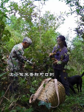 猕猴桃这样做成甜酒你吃过吗?吃起香甜可口,带一点点酸,太好喝啦!#抖音美好丰收节 #抖音新农人 #星农人星乡村 #丰收中国2025 #猕猴桃
