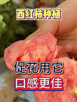 促花用它 口感更佳 #氨基酸水溶肥 #氨基酸叶面肥 #番茄 #肥料 #蔬菜