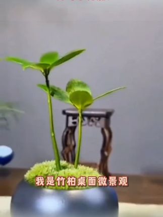 【竹柏】桌面微景观观叶茶桌瓶白发藓四叶草四季长青创意造景绿植