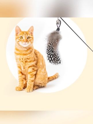 贝护CFA木柄弹簧逗猫棒弹力小猫解闷神器铃铛替换头耐咬猫咪玩具#逗猫棒 #弹簧逗猫棒 #宠物用品 #猫咪玩具 #家用逗猫棒