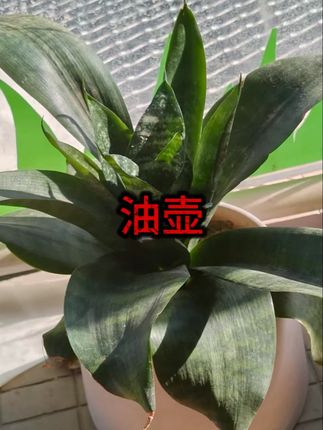食品级316L不锈钢油壶家用厨房过滤油渣不挂油大容量专用滤网油罐 #油壶 #不锈钢油壶 #滤油壶