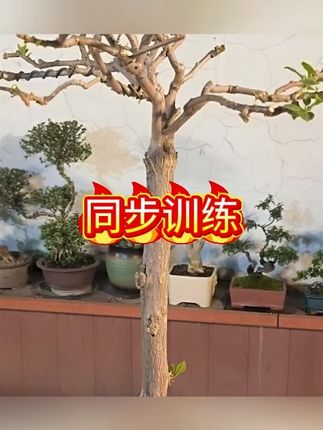 25秋典中点1-6年级上下册语数英课时作业同步训练人教版#同步训练 #好书推荐 #好书分享 #书籍 #书籍推荐